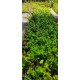 Yoğun kokulu kış hanımeli fidanı lonicera fragrantissima