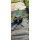 Yoğun kokulu kış hanımeli fidanı lonicera fragrantissima