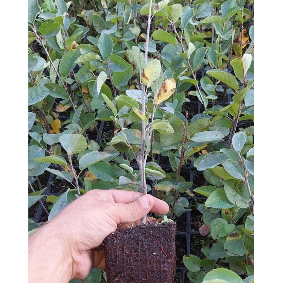 Saskatoon Berry Northline 30 cm saksılı