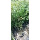 Japon Akçaağac Acer palmatum Ağacı 80-100 cm