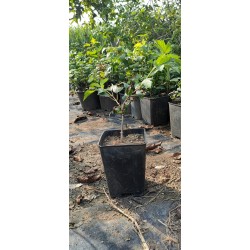 Kartopu Yaprak döken 30 cm Saksılı
