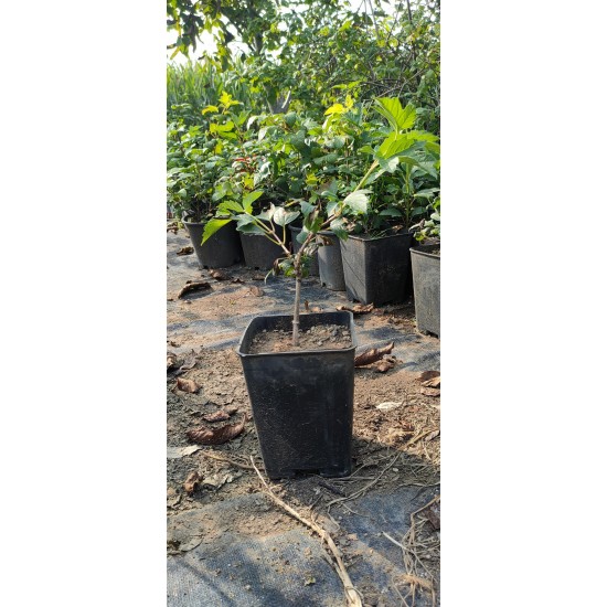Kartopu Yaprak döken 30 cm Saksılı