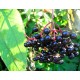 Kara mürver (Sambucus nigra) Doku Kültürü